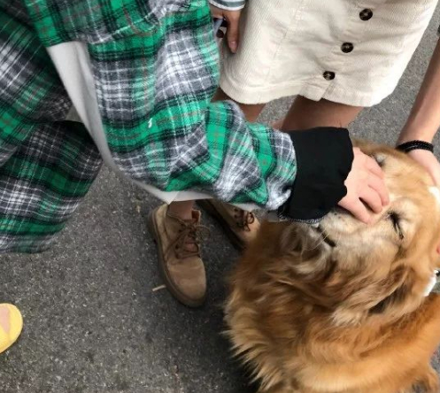 网友正在逗金毛玩,却被金毛咬住袖口,金毛:你袖子上有火腿肠味 网友正在逗金毛玩,却被金毛咬住袖口,金毛:你袖子上有火腿肠味