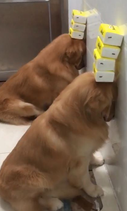 金毛犬被罚坐尿盆面壁露无辜脸 网友见身后“尸体堆”爆笑 金毛犬被罚坐尿盆面壁露无辜脸 网友见身后“尸体堆”爆笑