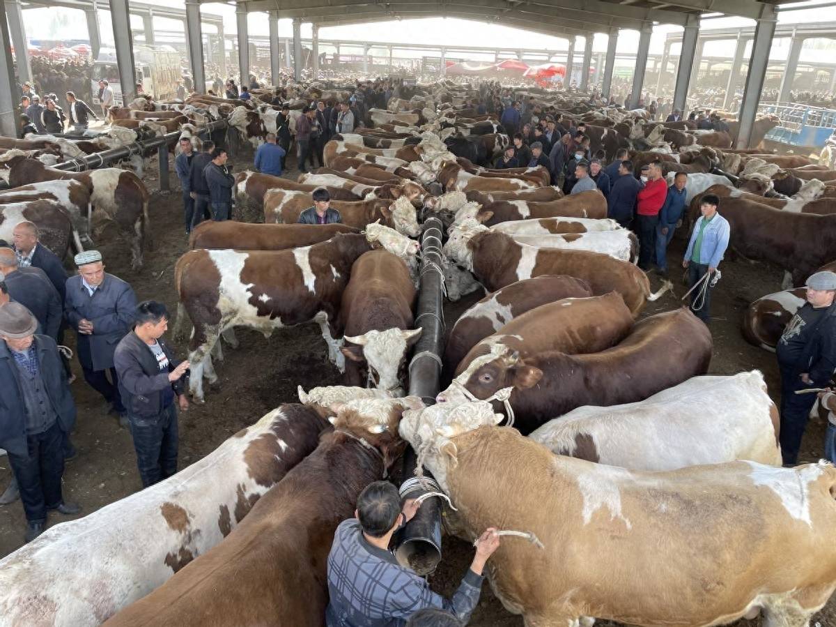 新疆喀什：亞洲最大的牛羊交易市場交易火爆 