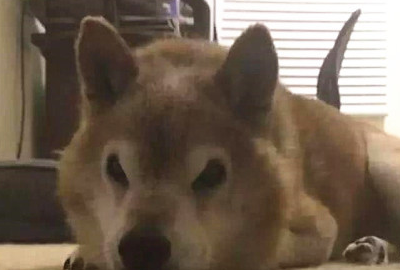 铲屎官带柴犬出门，路人却都躲得远远的：气场太强我不敢看 