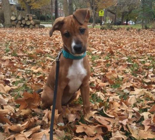 重遇3年前暂托的主人,狗狗凝视久久不愿离去,认出瞬间欢呼_winnie