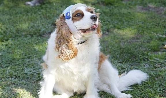男童被狗咬狂犬病发作学狗叫?网友:漫威电影了解一下…… 男童被狗咬狂犬病发作学狗叫?网友:漫威电影了解一下……