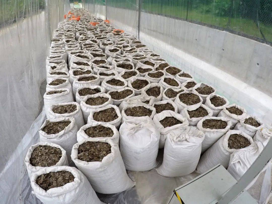 这些走私的鳞片,是我们对新种穿山甲的全部认识_贸易_非法_来自