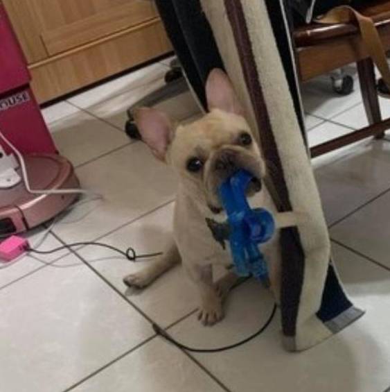 忠诚法斗犬苦坐门口等人回家,主人见此伤心吃醋:你明明是我养的 忠诚法斗犬苦坐门口等人回家,主人见此伤心吃醋:你明明是我养的