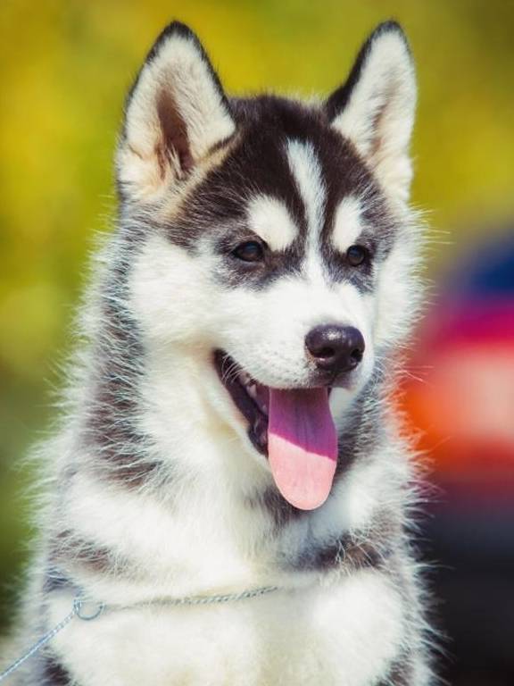 男童被狗咬狂犬病发作学狗叫?网友:漫威电影了解一下…… 男童被狗咬狂犬病发作学狗叫?网友:漫威电影了解一下……