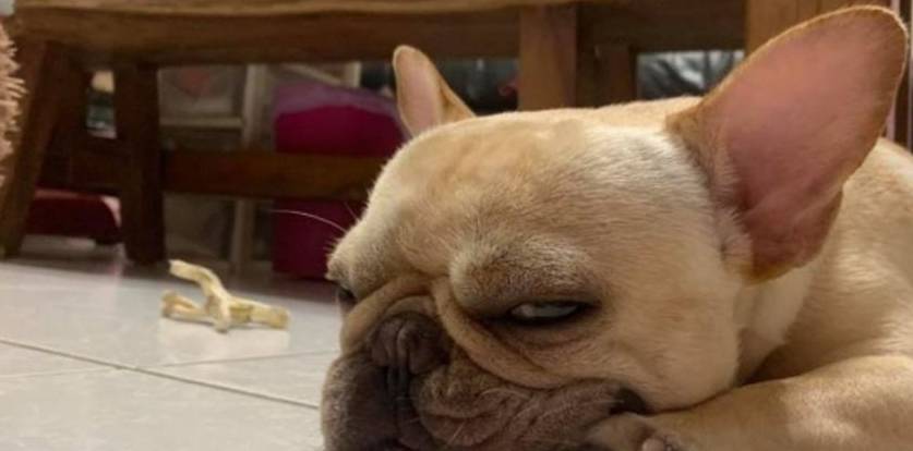忠诚法斗犬苦坐门口等人回家,主人见此伤心吃醋:你明明是我养的 忠诚法斗犬苦坐门口等人回家,主人见此伤心吃醋:你明明是我养的