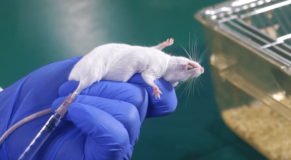 小鼠肌肉注射操作和注意细节