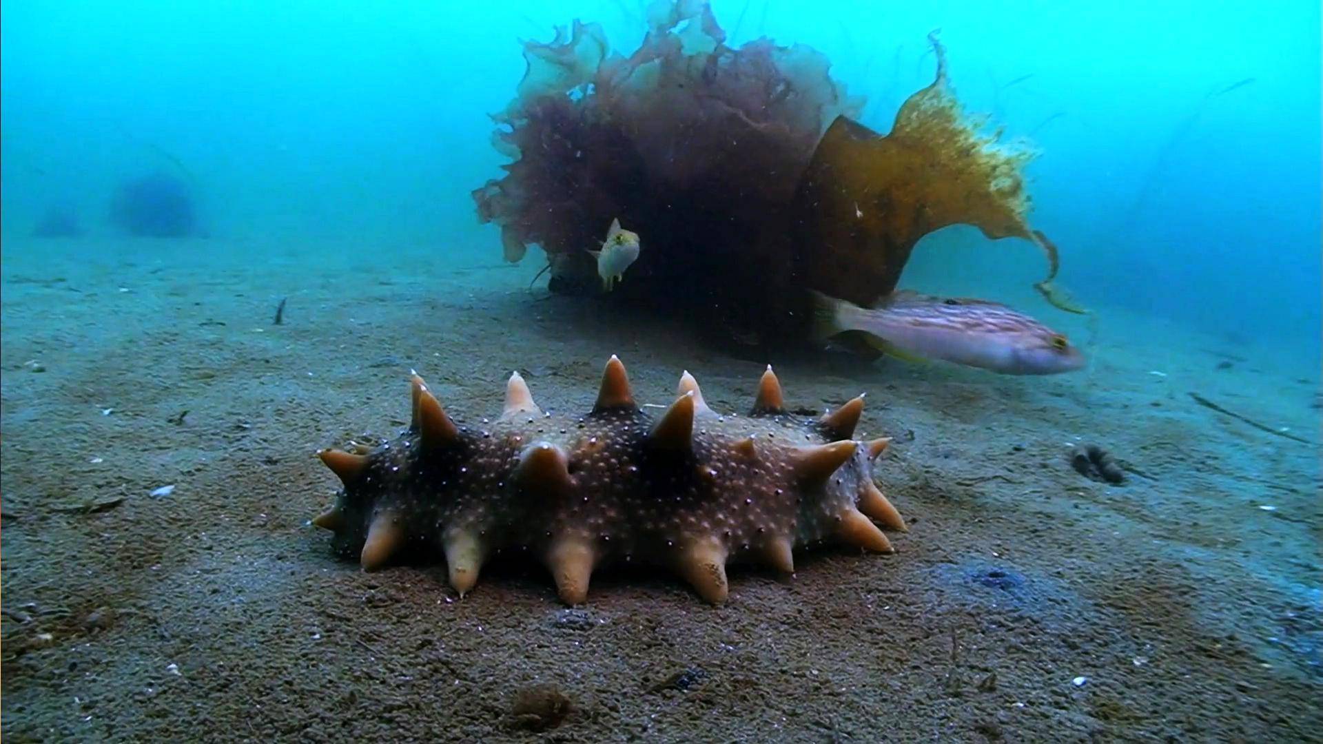 中国国际渔业博览会网络直播"五问五答"带你深入了解老尹家海参_养殖