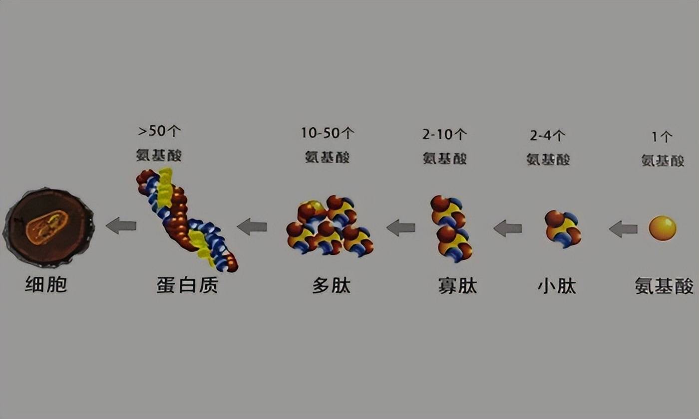 小肽?寡肽?多肽?傻傻分不清楚!_氨基酸_分子量_道尔顿
