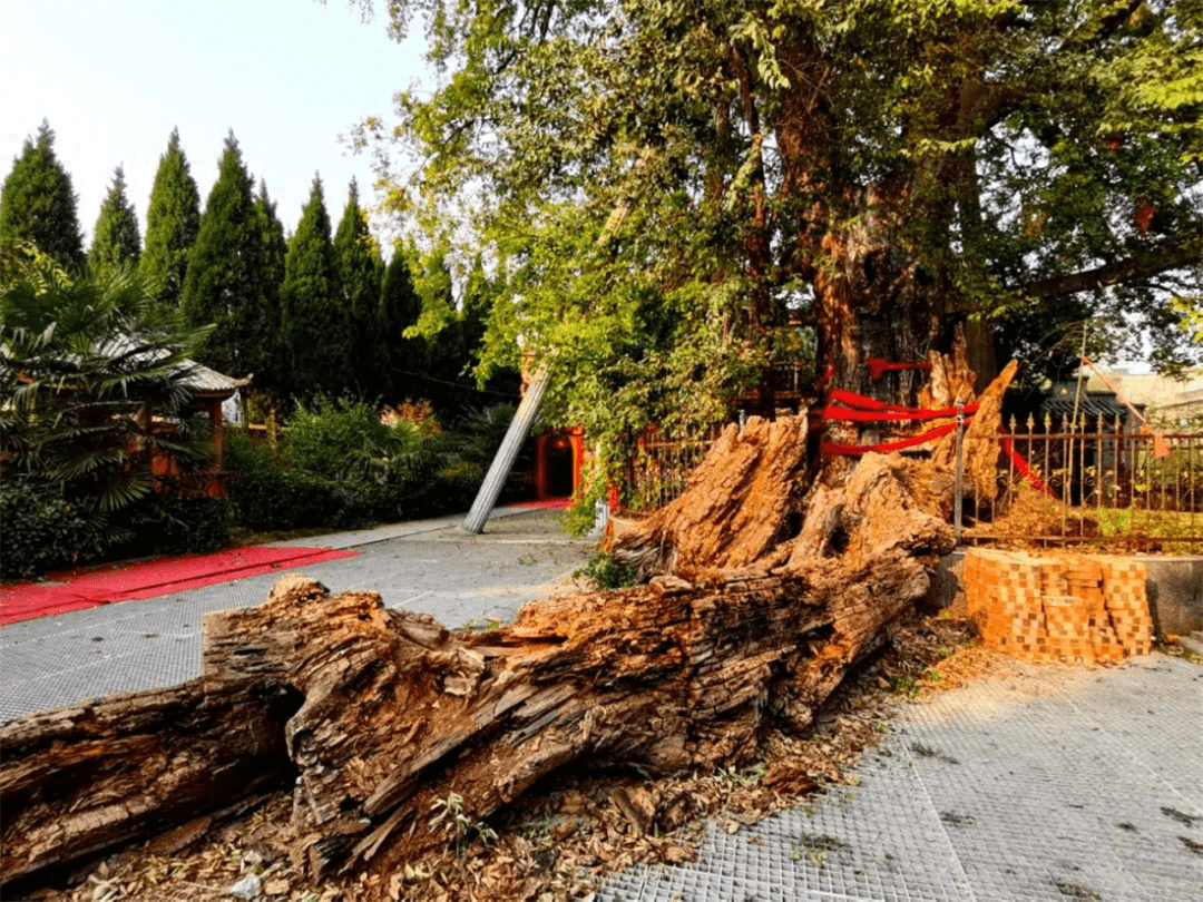 年朴树,树中有个深坑,雨后坑中盛满水,竟有鱼游弋其中_古树_树干_榆树