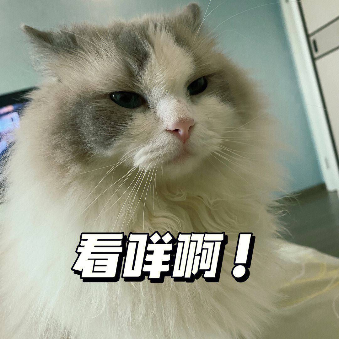 出去扔垃圾,回来发现正充电的手机不见了,正找手机呢,一扭头发现刚