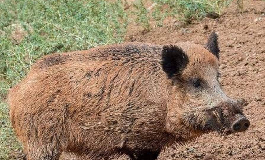 而不包括對人生命造成危害的兇殘動物,比如毒蛇猛獸,也包括野豬.