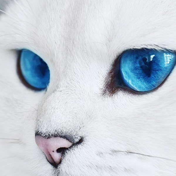 拥有绝美蓝眼睛的猫咪,迷倒万千猫奴,如今已成为主人"招财猫"_coby