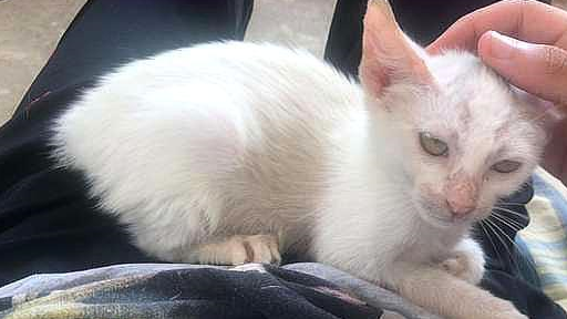 午睡醒来发现肚子上多了只猫,天使模样让男子心软:跟我一起住吧 午睡醒来发现肚子上多了只猫,天使模样让男子心软:跟我一起住吧