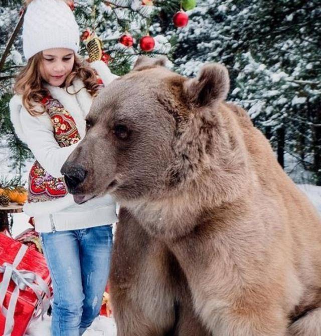 至今不敢公布的录音,专家护熊13年,相机记录下他最终被吃瞬间_提摩西