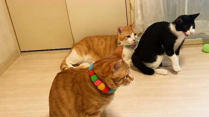 泰迪初来家中热情讨好3只猫,全程却被冷眼"监视",场面太尴尬_猫咪