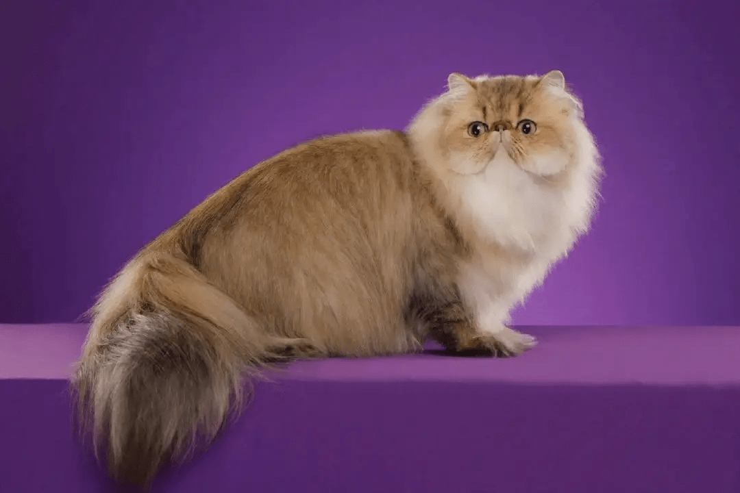 为什么波斯猫逐渐淡出宠物圈?网友:原因有这些_毛发_主人_行为