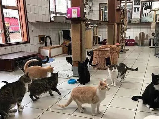 这艘漂泊在阿姆斯特丹运河上的船屋,承载了半个多世纪的爱与温暖_猫船