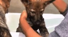 德国牧羊犬生了一个“独苗”，他对主人的态度改变了 