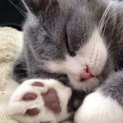 你见过一摸就开花的山竹吗?喵~_猫咪_爪子_主子