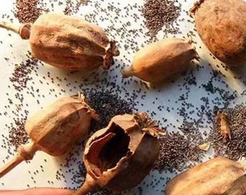 不过无良商家并不会将一整个罂粟壳放入火锅中,这样子很容易被发现