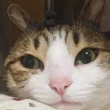 小伙儿救猫心切爬上树,结果猫没救下来,自己也下不来了… 小伙儿救猫心切爬上树,结果猫没救下来,自己也下不来了…