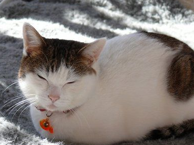 猫咪揣手姿势滑稽,网友看完照片发笑了:不愧是我家猫咪 猫咪揣手姿势滑稽,网友看完照片发笑了:不愧是我家猫咪