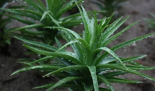 百合之冠,可养阴润肺,清心安神——卷丹的栽培技术_鳞茎_鳞片_盆栽