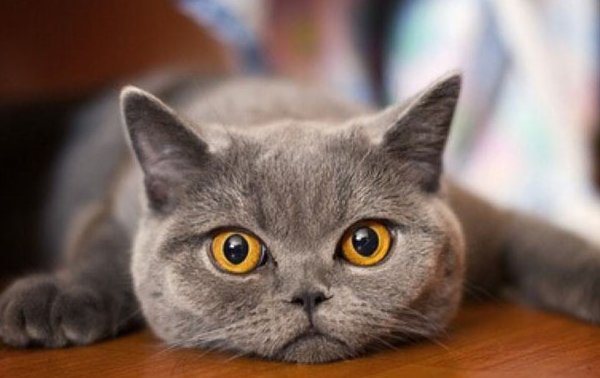 猫咪_表情_语言