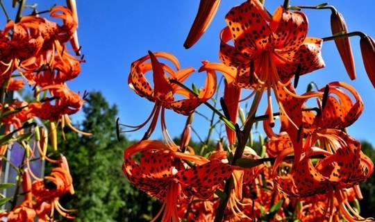 百合之冠,可养阴润肺,清心安神——卷丹的栽培技术_鳞茎_鳞片_盆栽