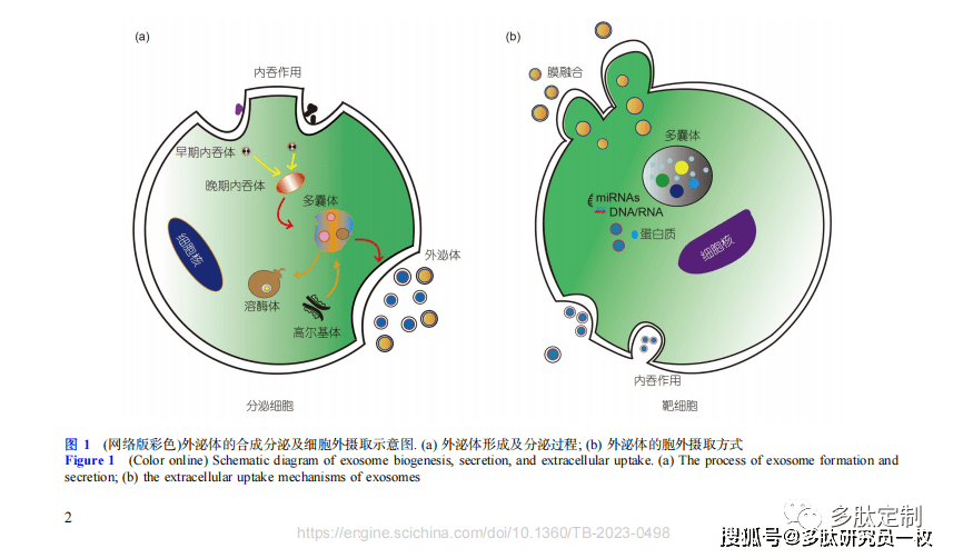 原核生物和真核生物的細胞都會釋放細胞外囊泡(extracellular vesicle