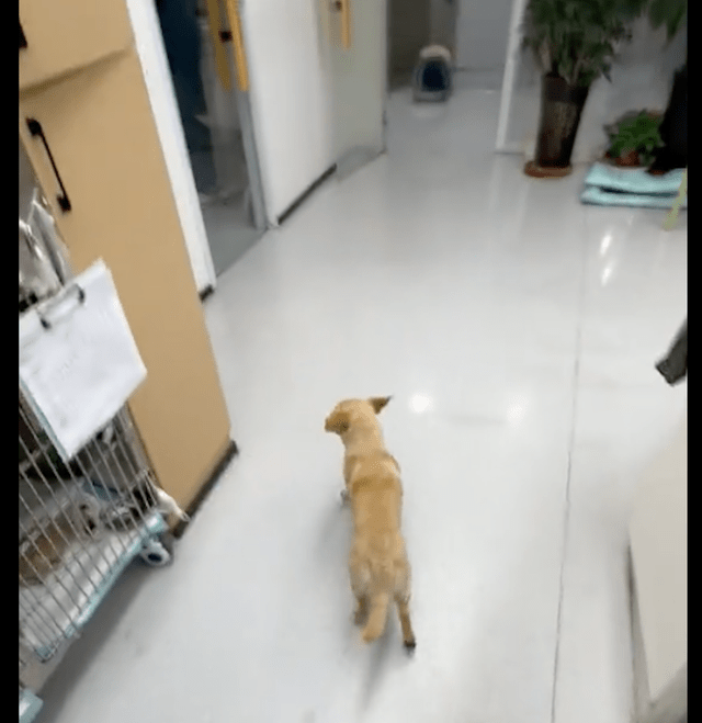 流浪狗受伤后,竟主动跑宠物医院看病,乖乖躺下配合治疗,太乖了 流浪狗受伤后,竟主动跑宠物医院看病,乖乖躺下配合治疗,太乖了