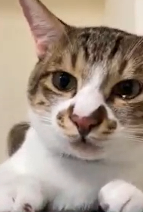 奴才出去玩托室友照顾猫四天，猫咪见她回家竟直接哭出眼泪！