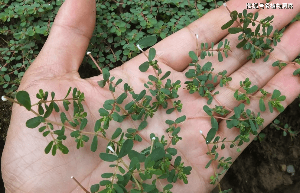 地锦草,又叫血见愁,奶浆草,有3大作用,农民朋友请及时了解!