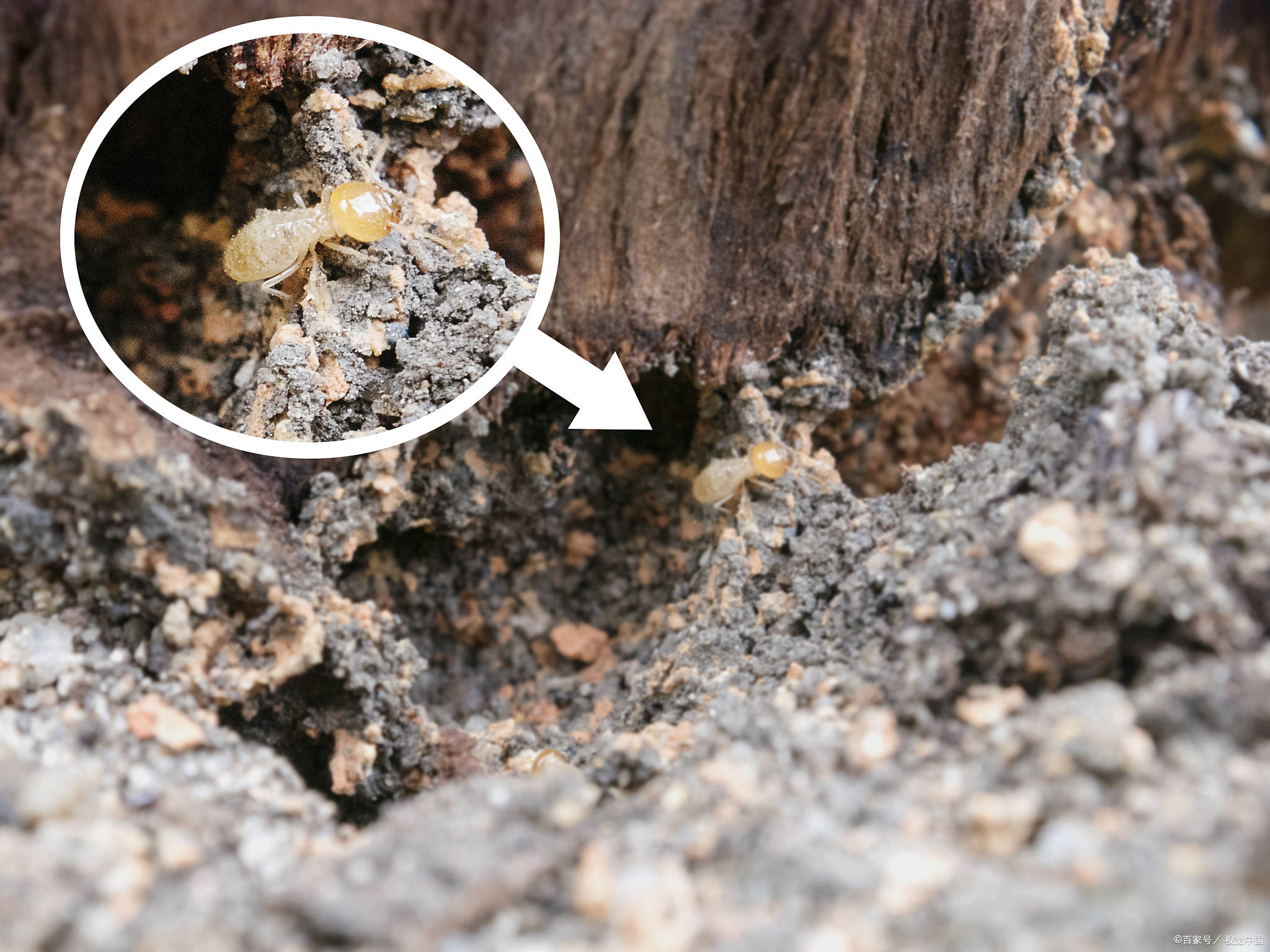 如蚁路,分飞孔,排泄物和被为害物件上的空洞等,请白蚁防治专业人员