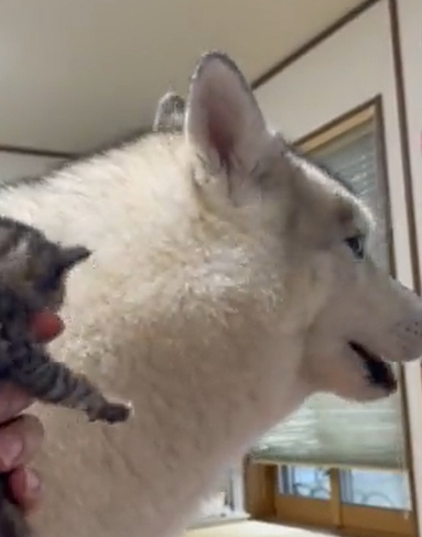 奶猫一直哭声音很大,旁边二哈听到后的反应超爆笑! 奶猫一直哭声音很大,旁边二哈听到后的反应超爆笑!