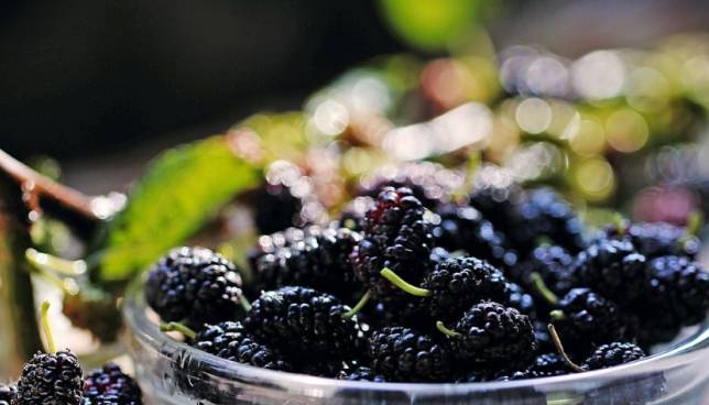 白头发太多吃这个,两样东西一锅煮吃半月,柔顺黑发冒出来_桑葚_进行