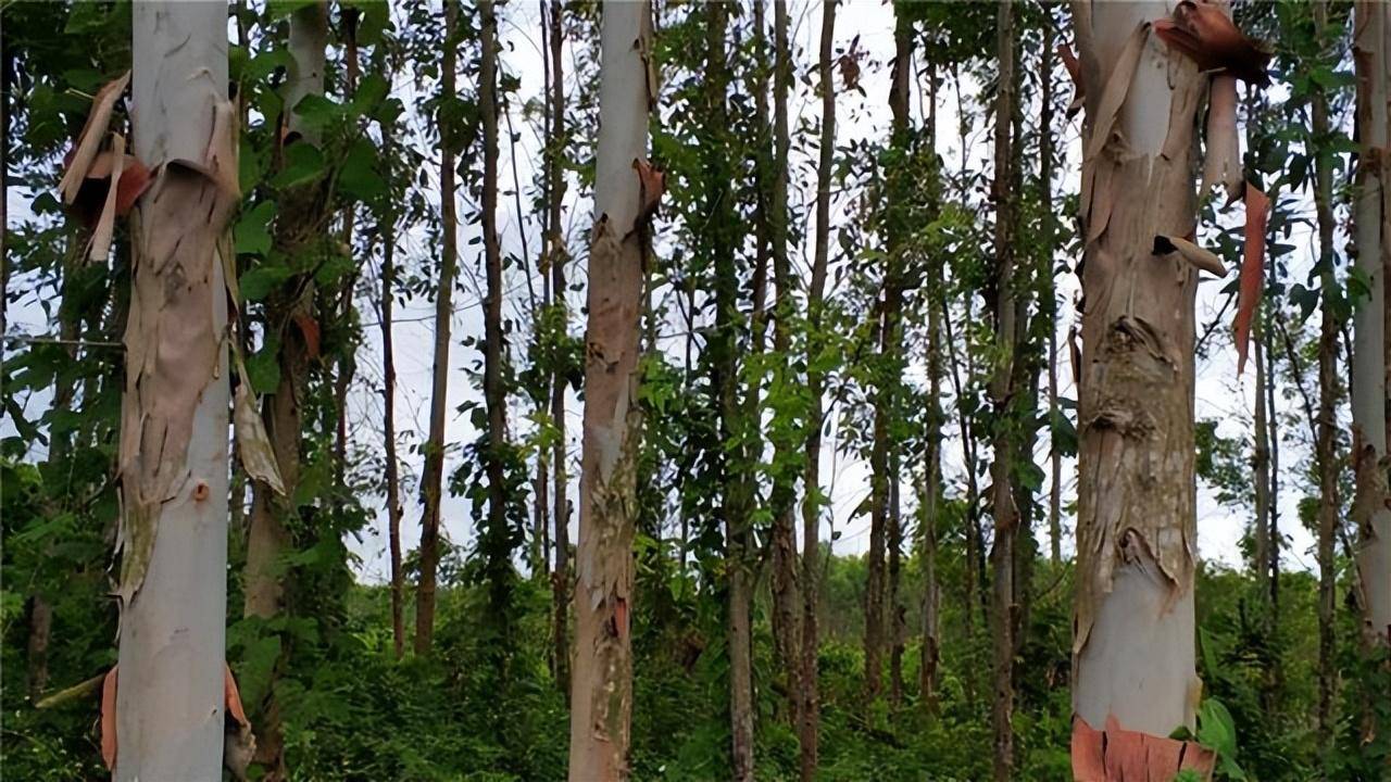 揭秘被称为"断子绝孙树"的桉树,它到底有多毒?_毒液_皮肤_毒性