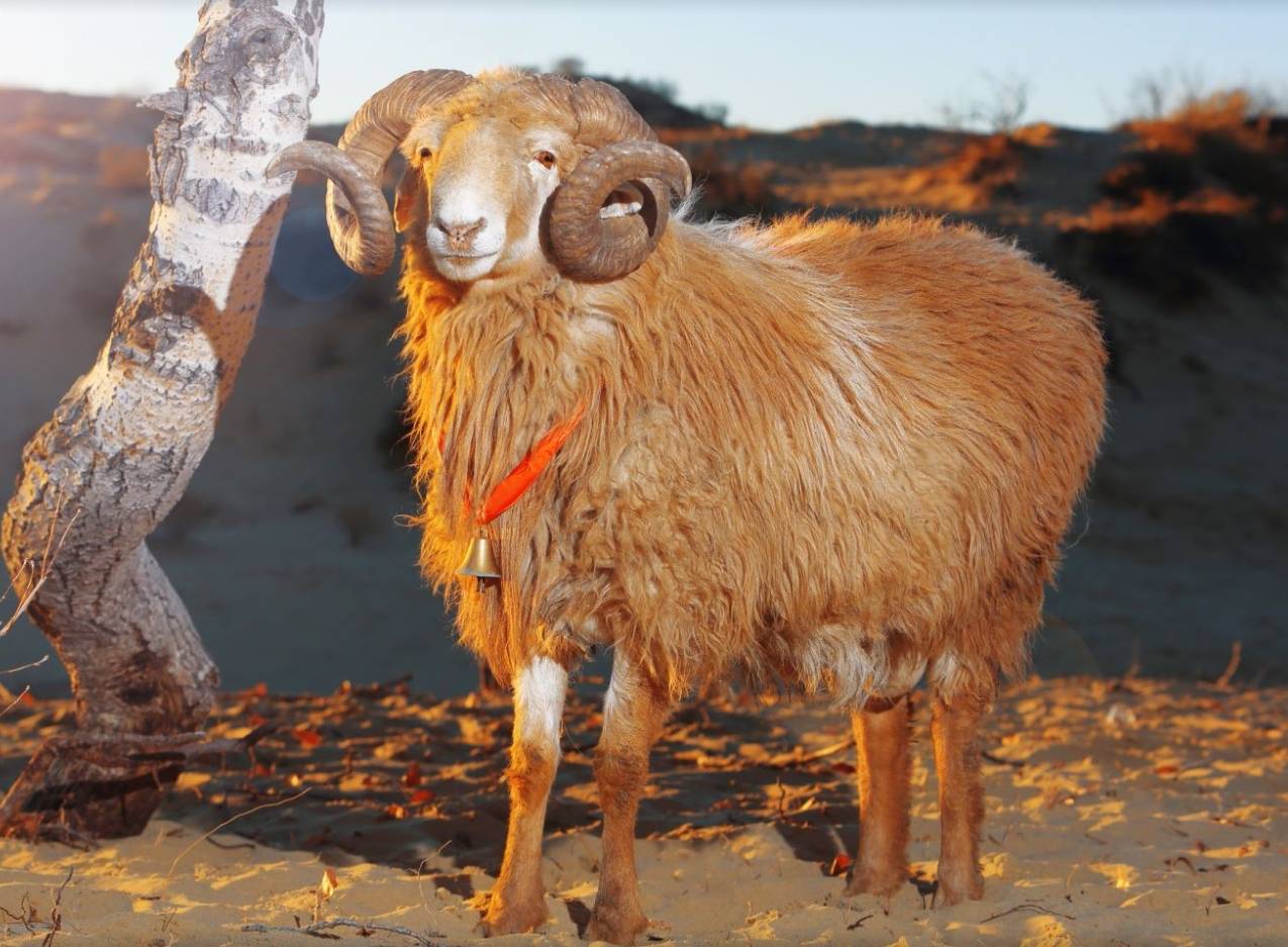 罕见的红色极光下,与阿勒泰大尾羊共舞的浪漫之夜_草原_自然_天空