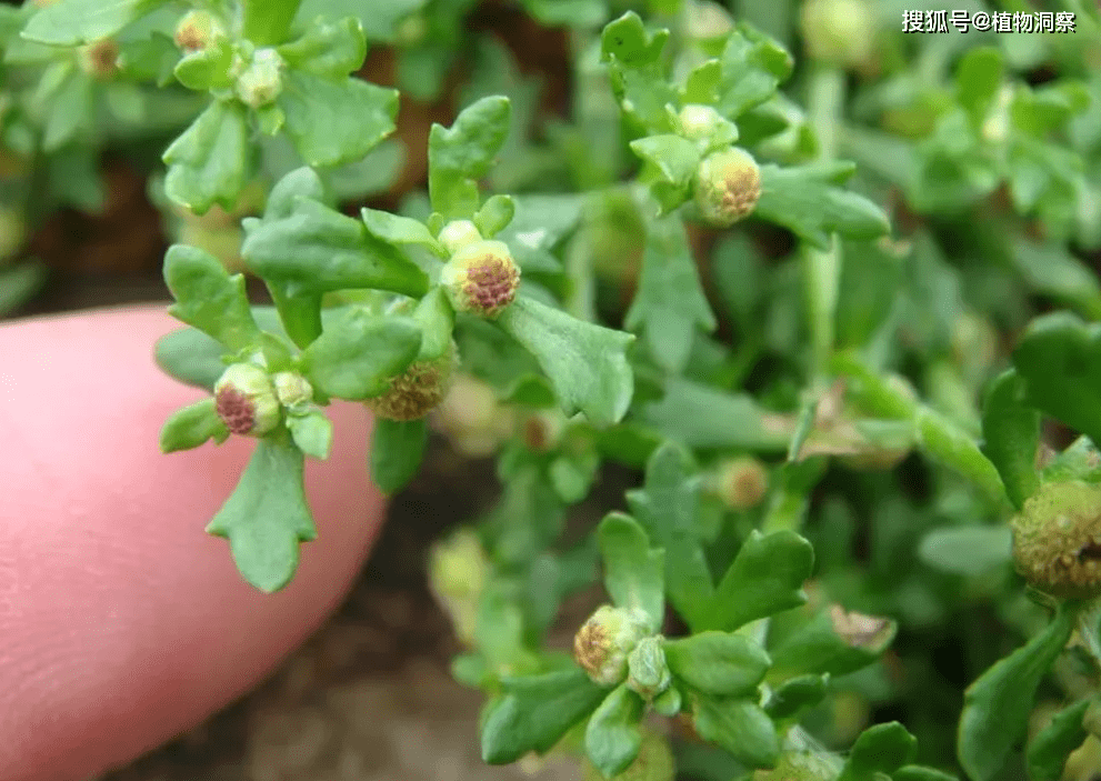 鹅不食草分布图片