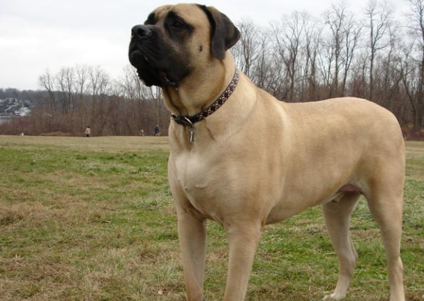 马士提夫犬但并不是所有家庭都养得起的,毕竟大丹犬能长这么大,肯定是