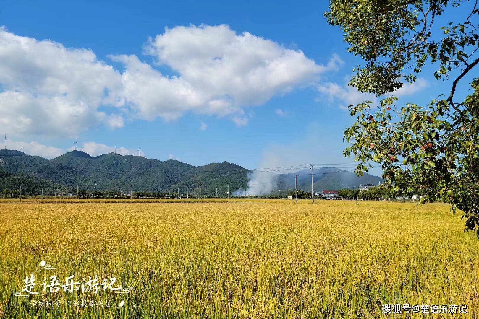 黃金稻田美如畫,風車公路和梯田花海更好看_錢倉_象山縣_塗茨鎮