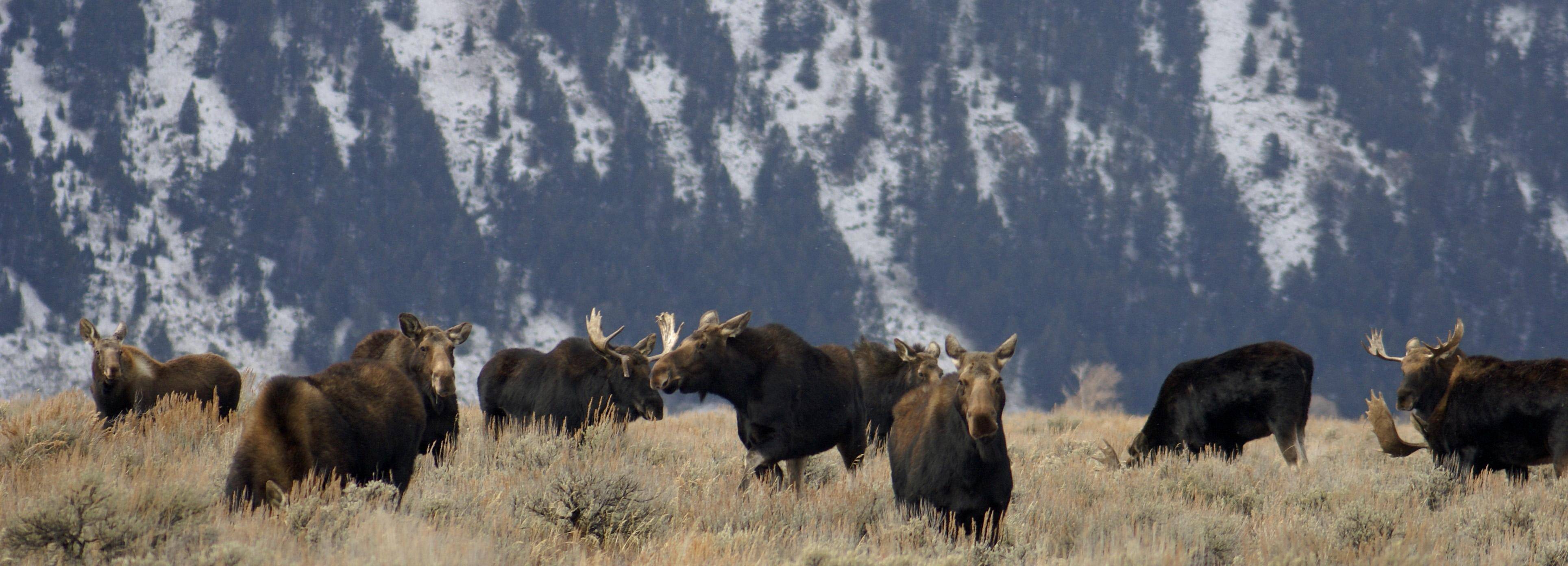 国外被定期猎杀驼鹿,为啥中国要保护!