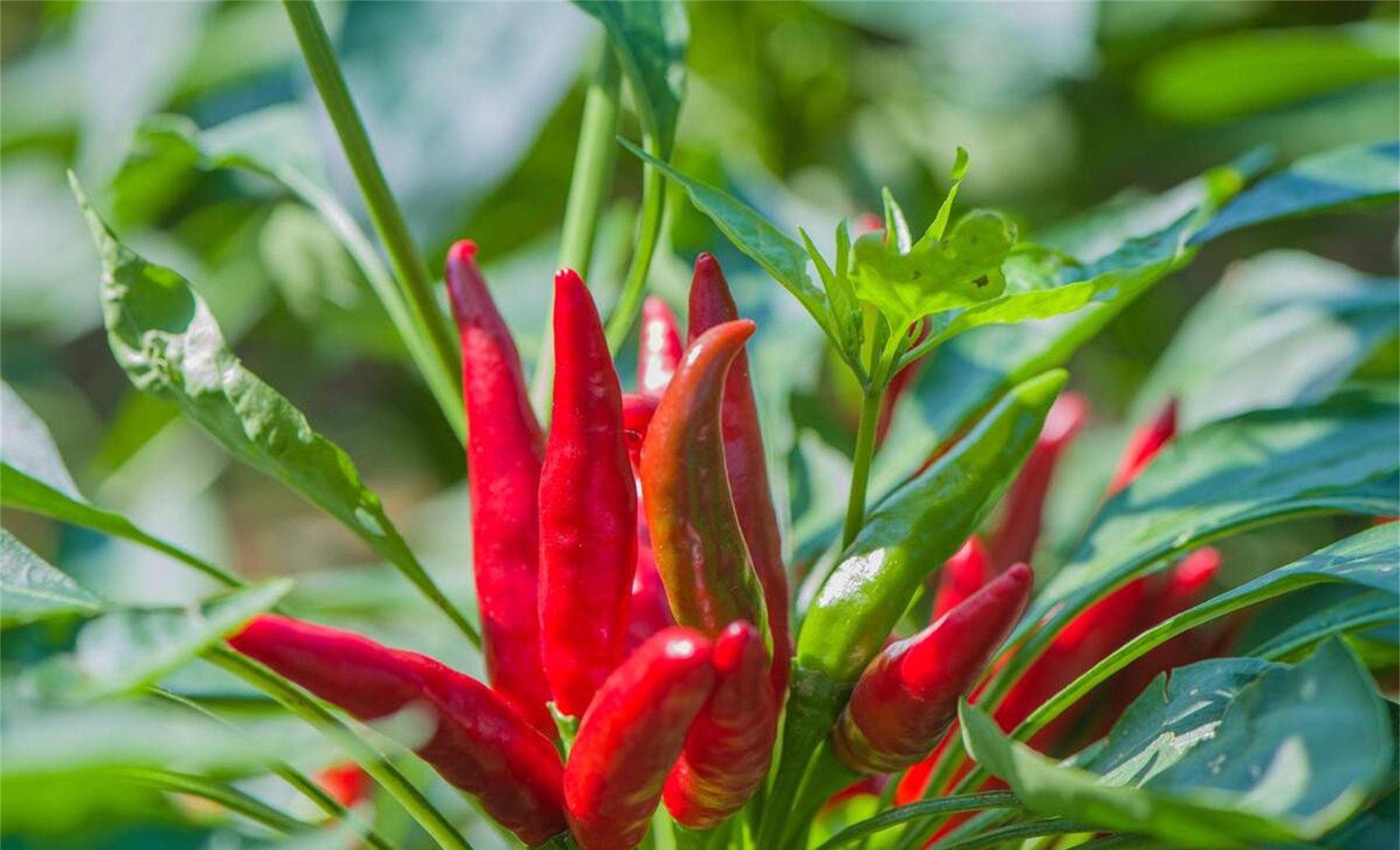 川渝人爱吃辣椒,吃油又多,为什么皮肤却很好?