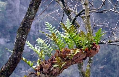 崖姜有着很高的药用价值,它的主要药用部位通常都是它的根部,它的叶子