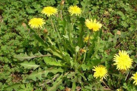 蒲公英全株可入药,相较于蒲公英的花和叶,蒲公英的根茎更具有多种药用