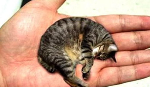 世界上最小的猫咪,体重仅3磅,睡前一定要亲吻主人下巴!