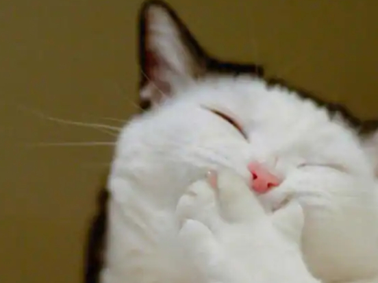 猫:中秋节就要我强颜欢笑吗?还有没有"猫权"了?猫:略略略!不给就不给!