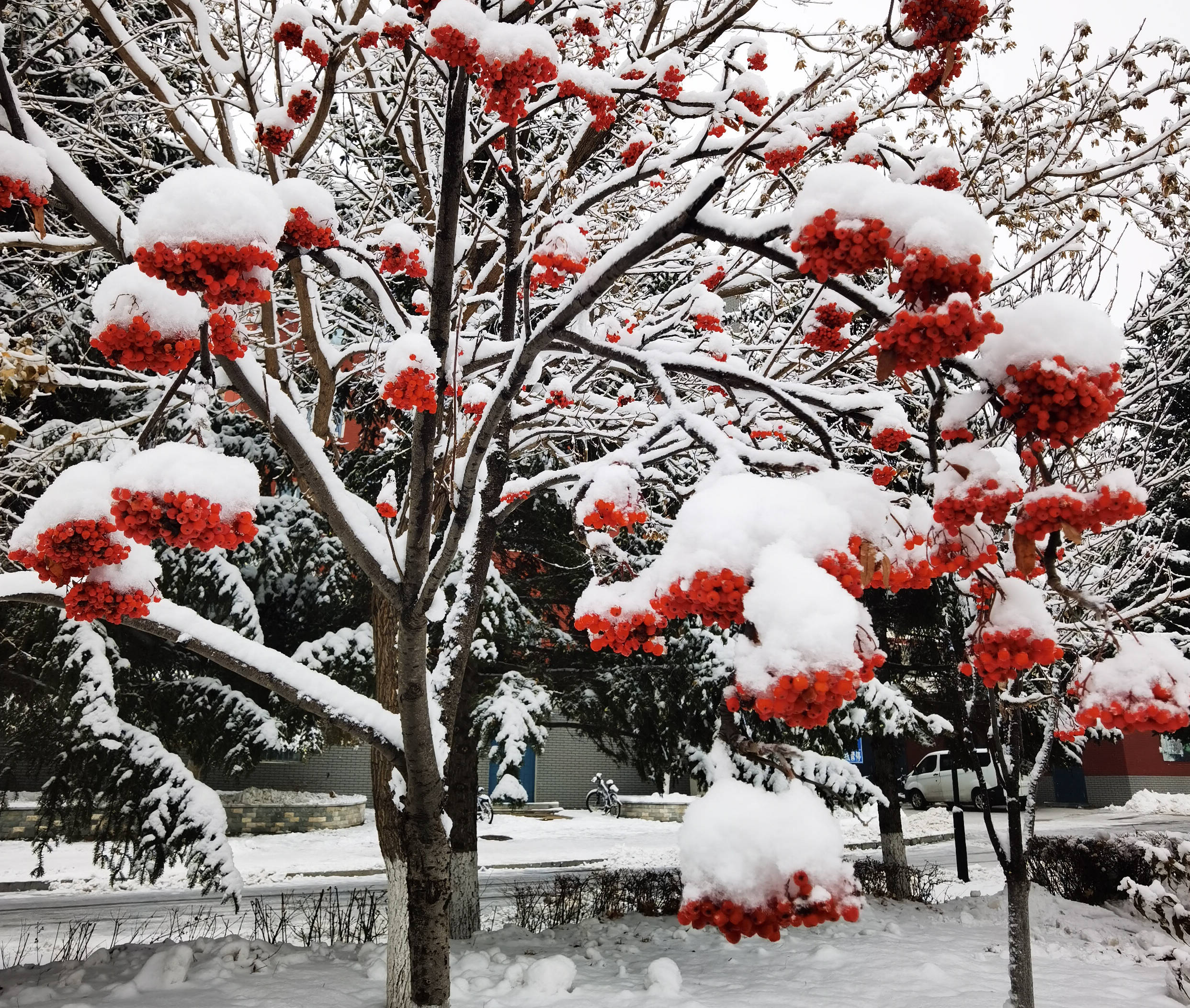 恋雪(诗歌)