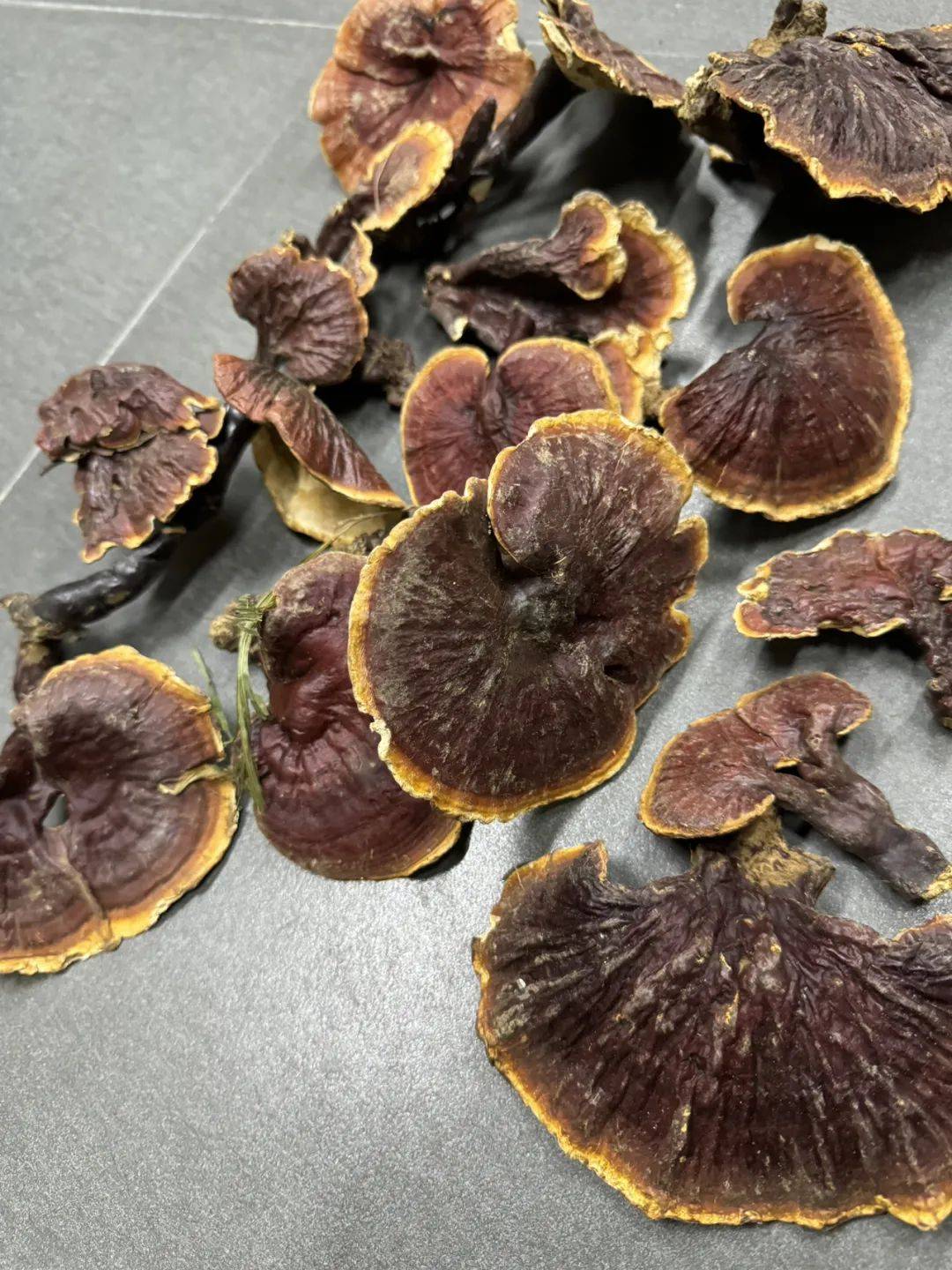 哪的野生赤灵芝最好,野生赤灵芝的价位多少钱一斤_波密_西藏_产地